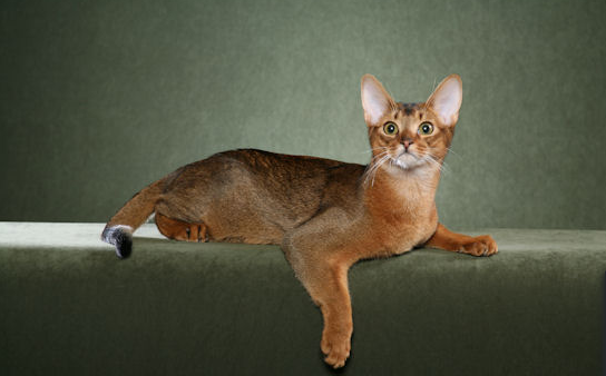 image-20230911105809284